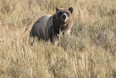 Hiker Injured by Wild Animal in National Park Flown to Trauma Center
